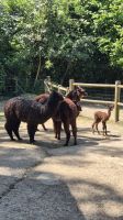Jardin Zoologique de Champrépus &ndash; &copy; Sinah Witzig (Eberhardt TRAVEL)