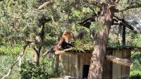 Jardin Zoologique de Champrépus &ndash; &copy; Sinah Witzig (Eberhardt TRAVEL)