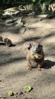 Jardin Zoologique de Champrépus &ndash; &copy; Sinah Witzig (Eberhardt TRAVEL)