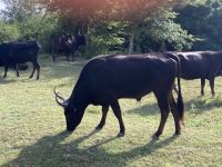 Provence intensive vom 21.-28.6.25: Der schwarze Stier - der König der Camargue &ndash; &copy; Ekkehard Villing (Eberhardt TRAVEL)