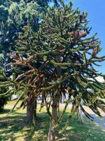 Chilenische Araukarie &ndash; &copy; G. Adamietz (Eberhardt TRAVEL)