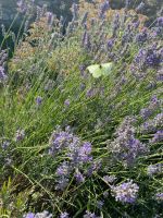Lavendel &ndash; &copy; G. Adamietz (Eberhardt TRAVEL)