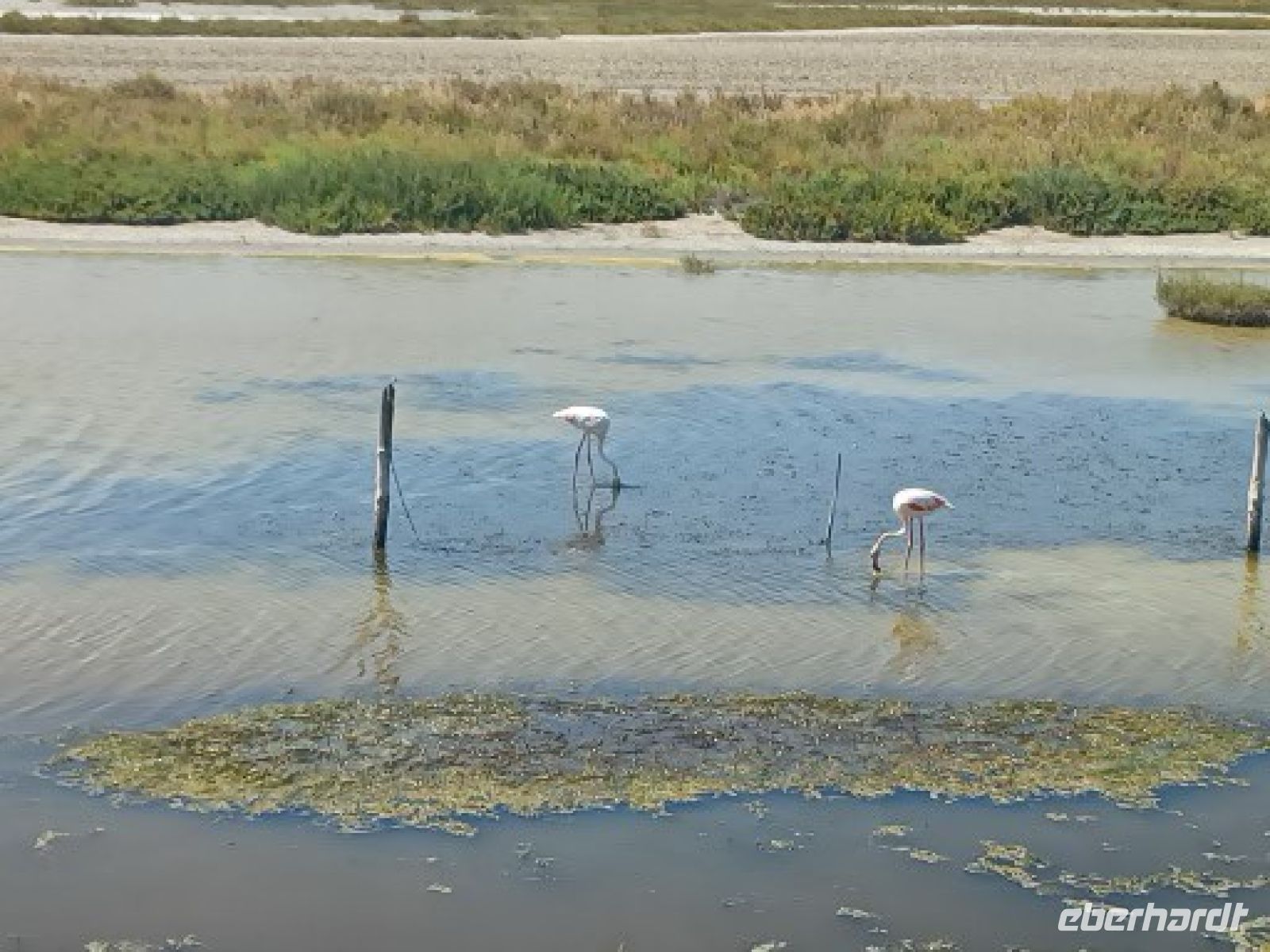 Camargue - Flamingo &ndash; &copy; Ute Solf (Eberhardt TRAVEL)