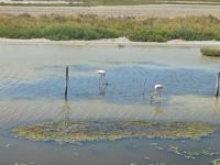 Camargue - Flamingo &ndash; &copy; Ute Solf (Eberhardt TRAVEL)