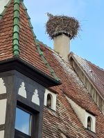Obernai - Fischreiher im Storchennest &ndash; &copy; Ute Solf (Eberhardt TRAVEL)