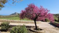 Judasbaum Sant Antonio