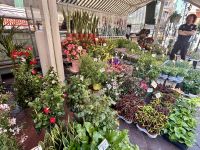 Single-Reise Südfrankreich - Nizza City Tour Blumenmarkt  &ndash; &copy; Heike Wagner (Eberhardt TRAVEL)