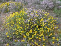 Blumen am Aussichtspunkt 
