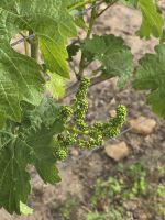 2026-05_Loire_Rad: Weingut Chenon - Rebe Anfang Mai &ndash; &copy; Dieter Braune (Eberhardt TRAVEL)