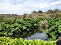 Jardin Botanique de Vauville, Wasserbecken, umsäumt von Mammutblatt aus Brasilien