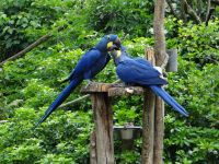 Zoo de Champrépus, auch Papageien schnäbeln. &ndash; &copy; Vivian Kreft (Eberhardt TRAVEL)
