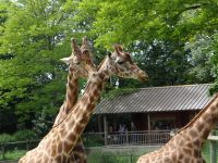 Zoo de Champrépus, fast auf Augenhöhe &ndash; &copy; Vivian Kreft (Eberhardt TRAVEL)