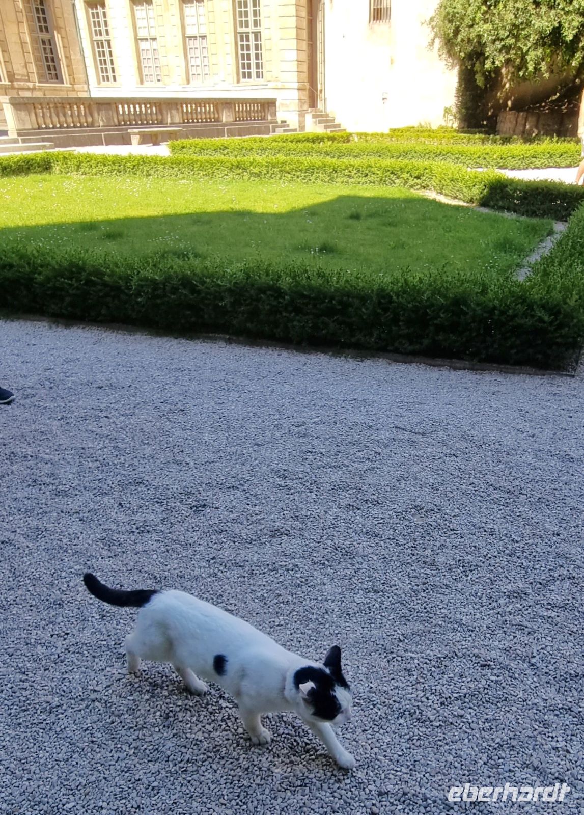 20260527 Sullys Katze &ndash; &copy; Antje Kahnt (Eberhardt TRAVEL)