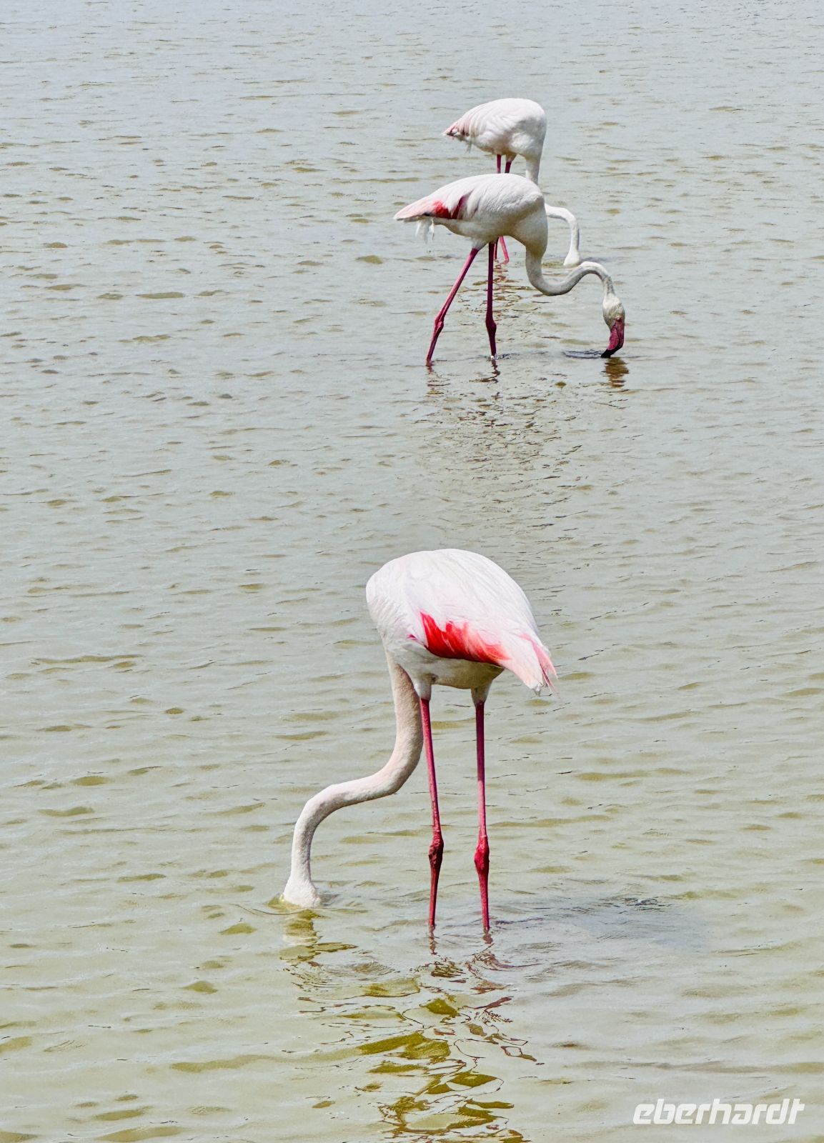 9. Tag - Flamingos, Camargue  &ndash; &copy; Christin Kuschka (Eberhardt TRAVEL)
