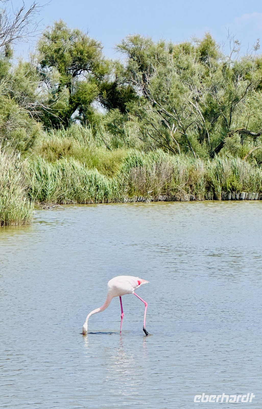 9. Tag - Flamingo, Camargue  &ndash; &copy; Christin Kuschka (Eberhardt TRAVEL)