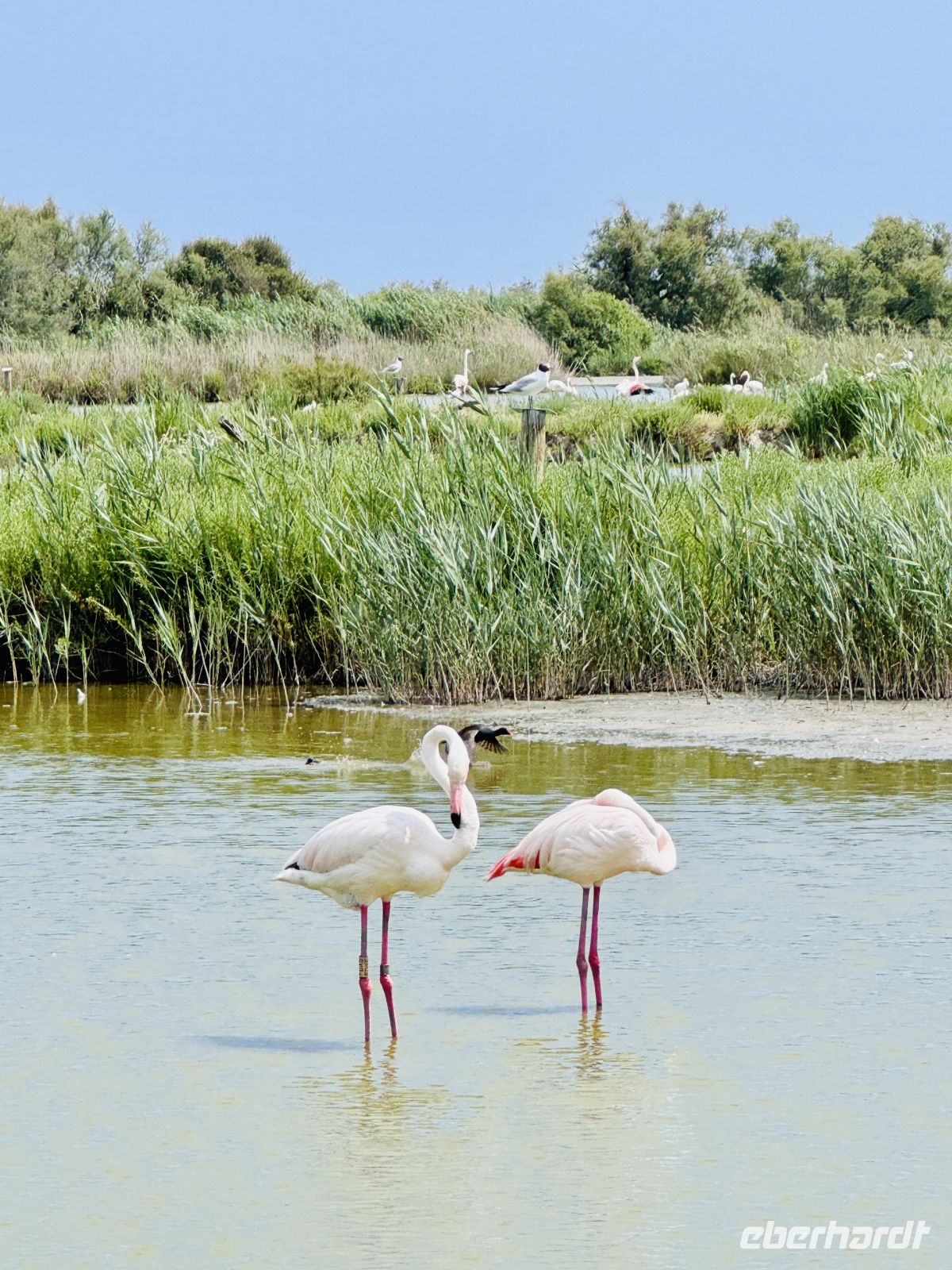 9. Tag - Flamingos, Camargue  &ndash; &copy; Christin Kuschka (Eberhardt TRAVEL)