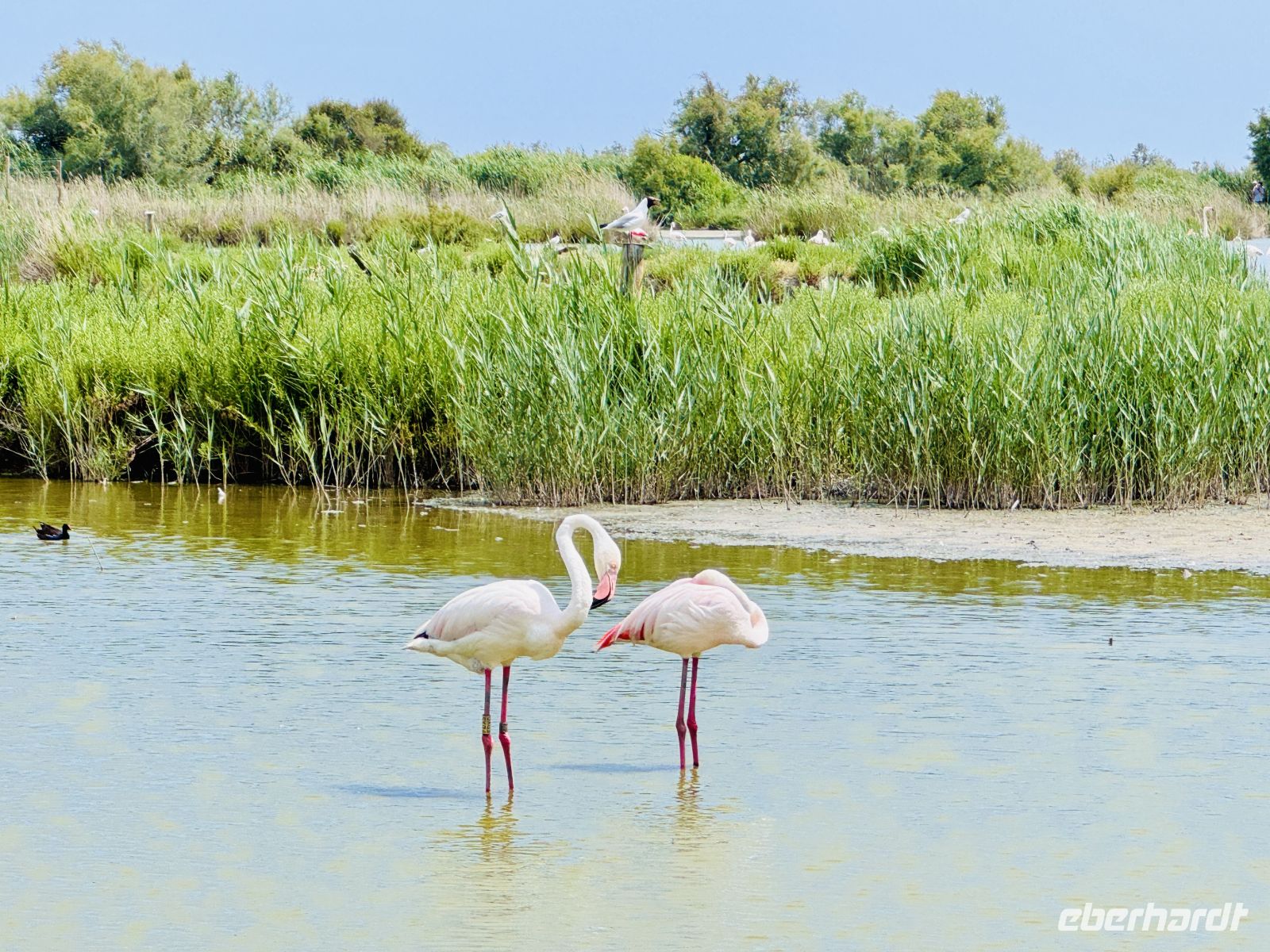 9. Tag - Flamingos, Camargue  &ndash; &copy; Christin Kuschka (Eberhardt TRAVEL)