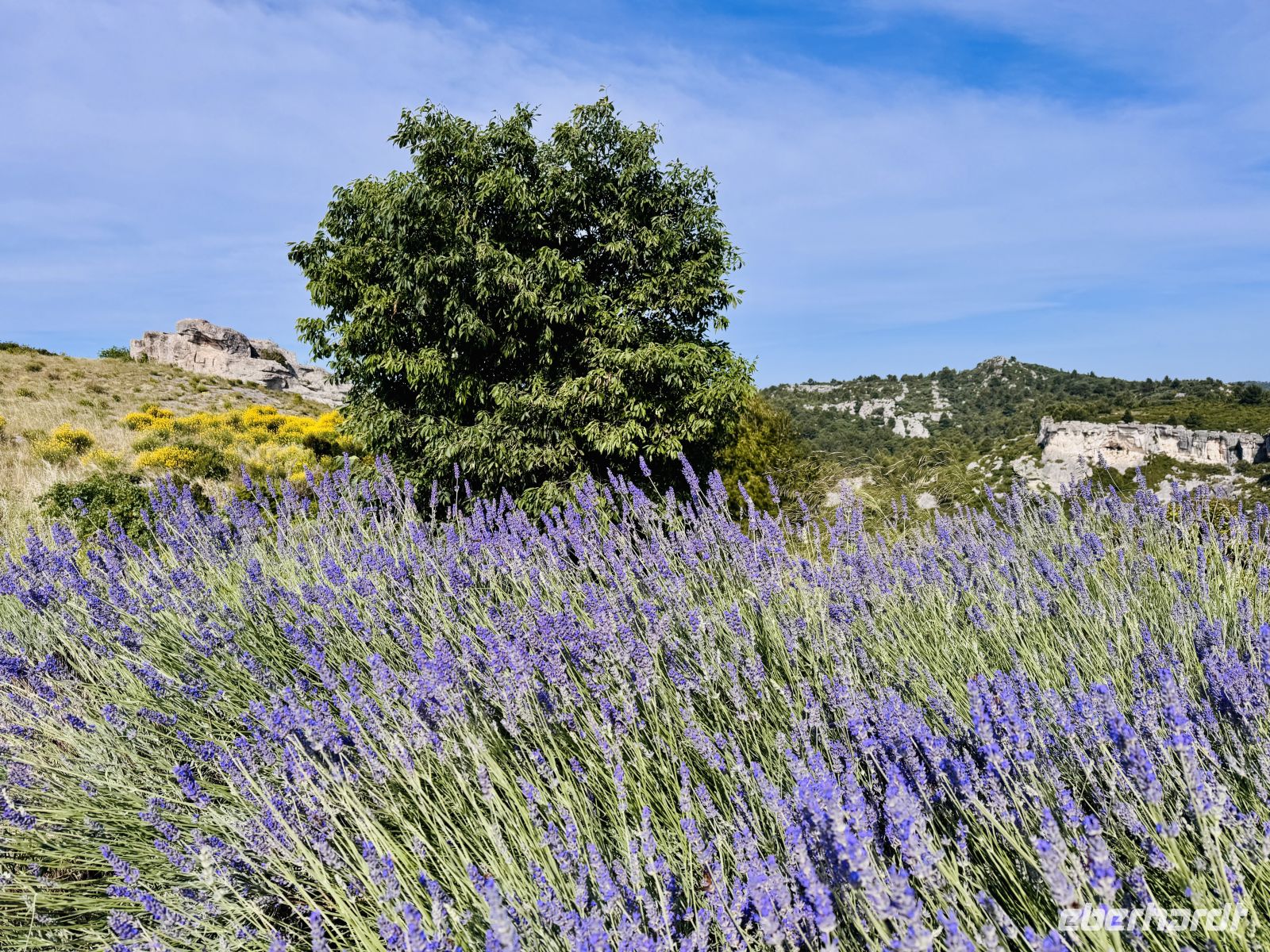 10. Tag - Lavendel auf dem Plateau von Les Baux &ndash; &copy; Christin Kuschka (Eberhardt TRAVEL)