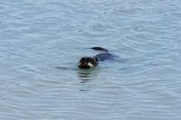 9. Tag - Nutria, Camargue 
