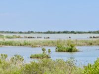 9. Tag - Camargue  &ndash; &copy; Christin Kuschka (Eberhardt TRAVEL)