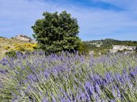 10. Tag - Lavendel auf dem Plateau von Les Baux &ndash; &copy; Christin Kuschka (Eberhardt TRAVEL)