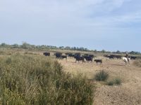 Rundreise Provence - Bei den wilden Stieren auf der Manade