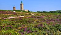 Blütenpracht am Cap Fréhel 