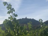 haut Koenigsbourg Val Vignes