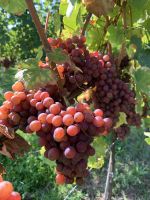 Pinot Trauben.jpg &ndash; &copy; Mireille Fuhrmann (Eberhardt TRAVEL)