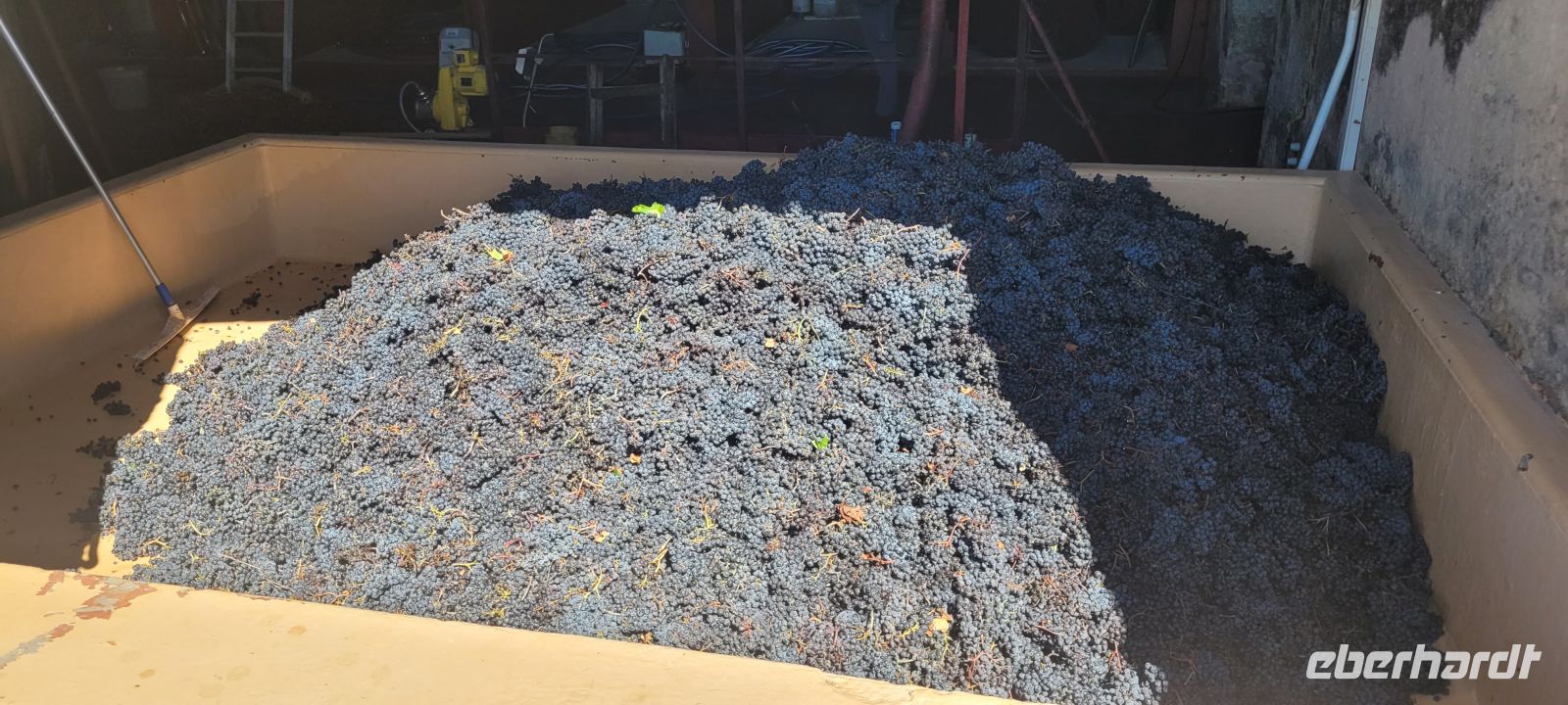 Weinernte im Château Balac, Médoc &ndash; &copy; Evelyn Krawczyk-Bärsch (Eberhardt TRAVEL)