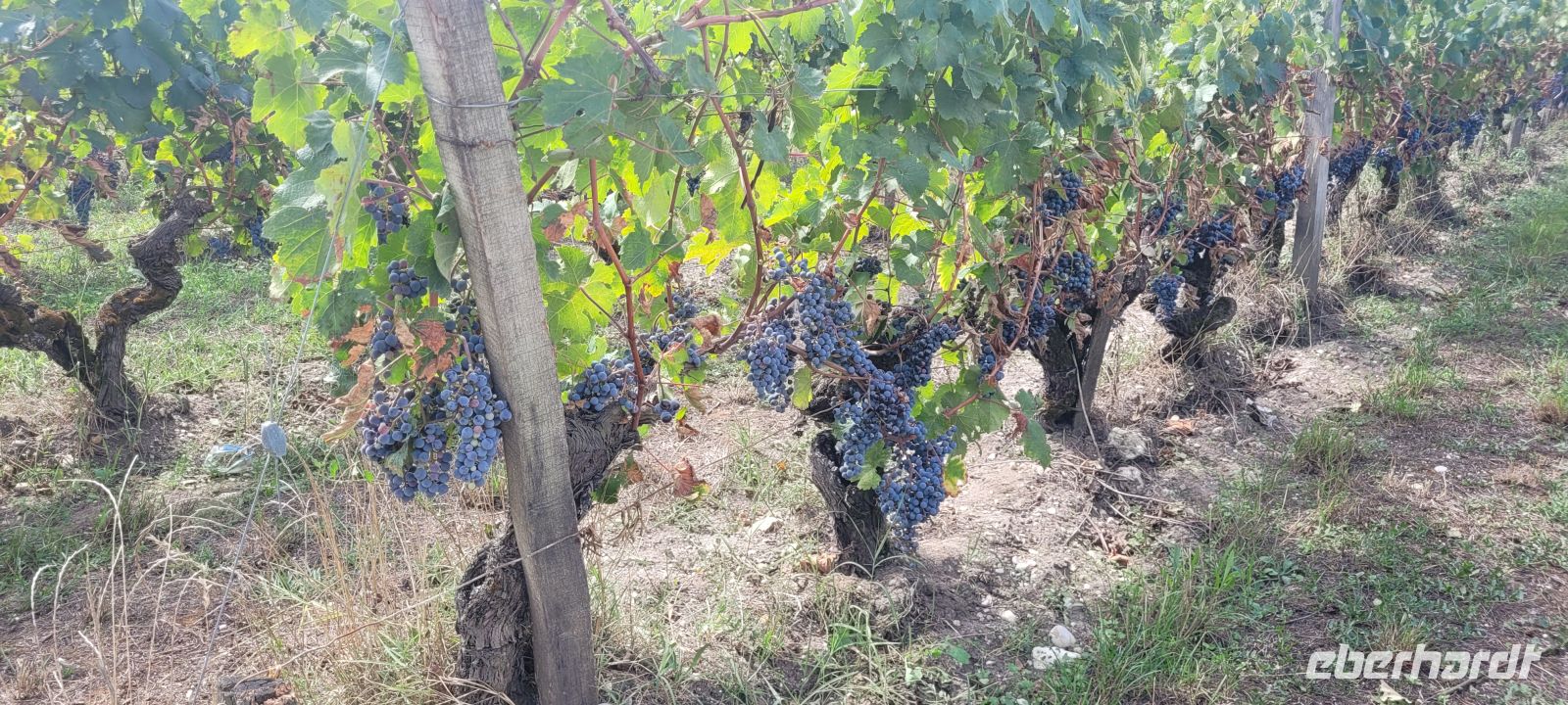Trauben im Château Balac, Médoc &ndash; &copy; Evelyn Krawczyk-Bärsch (Eberhardt TRAVEL)