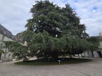 2026-09_LOIRE: Tours - 220 a alte Libanon Zeder &ndash; &copy; Dieter Braune (Eberhardt TRAVEL)