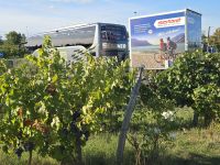2026-09_LOIRE: Chinon - Weingut - kurz vor der Lese &ndash; &copy; Dieter Braune (Eberhardt TRAVEL)