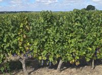 2026-09_LOIRE: Fontevraud - Tour durch die Weinhänge &ndash; &copy; Dieter Braune (Eberhardt TRAVEL)