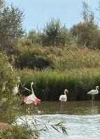 Carmargue &ndash; &copy; Peggy Pfützner (Eberhardt TRAVEL)