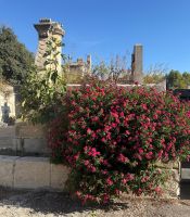 Arles - der berühmte Friedhof &ndash; &copy; Peggy Pfützner (Eberhardt TRAVEL)