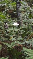 Wanderung im Wald Brocéliande zur Quelle von Barenton &ndash; &copy; Peter Walther (Eberhardt TRAVEL)