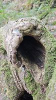 Wanderung im Wald Brocéliande zur Quelle von Barenton &ndash; &copy; Peter Walther (Eberhardt TRAVEL)