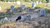 Menhir-Steinfelder von Carnac &ndash; &copy; Peter Walther (Eberhardt TRAVEL)