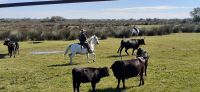 Besuch auf einer Stierfarm &ndash; &copy; Kerstin Hugel (Eberhardt TRAVEL)