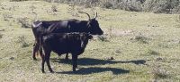 Besuch auf einer Stierfarm &ndash; &copy; Kerstin Hugel (Eberhardt TRAVEL)