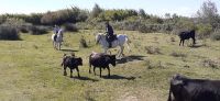 Besuch auf einer Stierfarm &ndash; &copy; Kerstin Hugel (Eberhardt TRAVEL)