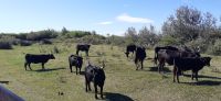 Besuch auf einer Stierfarm &ndash; &copy; Kerstin Hugel (Eberhardt TRAVEL)