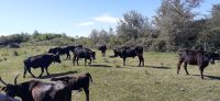 Besuch auf einer Stierfarm &ndash; &copy; Kerstin Hugel (Eberhardt TRAVEL)
