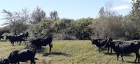 Besuch auf einer Stierfarm &ndash; &copy; Kerstin Hugel (Eberhardt TRAVEL)
