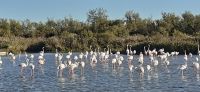 Vogelpark in Saintes Maries de la Mer &ndash; &copy; Kerstin Hugel (Eberhardt TRAVEL)