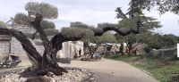 Lavendelfarm  &ndash; &copy; Kerstin Hugel (Eberhardt TRAVEL)