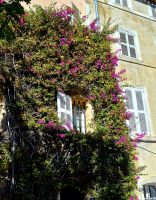 Altstadt von St. Tropez.  Wanderreise Südfrankreich - malerische Cote d'Azur. 