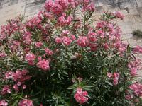 Oleander &ndash; &copy; Barbara Pflicke (Eberhardt TRAVEL)