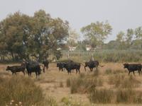 Camargue &ndash; &copy; Barbara Pflicke (Eberhardt TRAVEL)